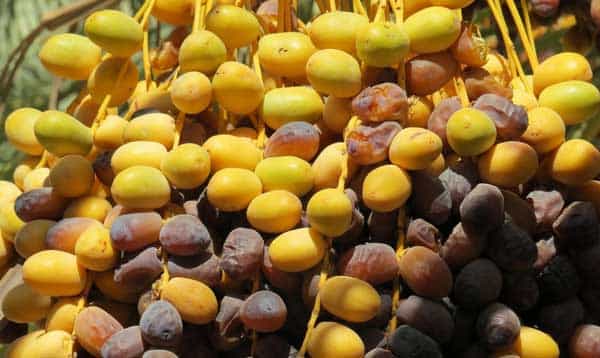 خرید خرما زاهدی خارک + قیمت فروش استثنایی